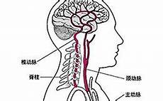 女大生产子?女大生产子,究竟是什么让这些女大学生还要前赴后继地去裸